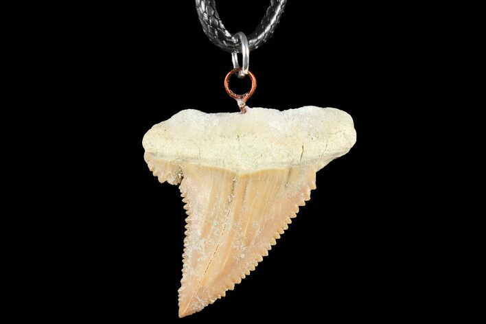 Fossil Shark (Palaeocarcharodon) Tooth Necklace -Morocco #110197